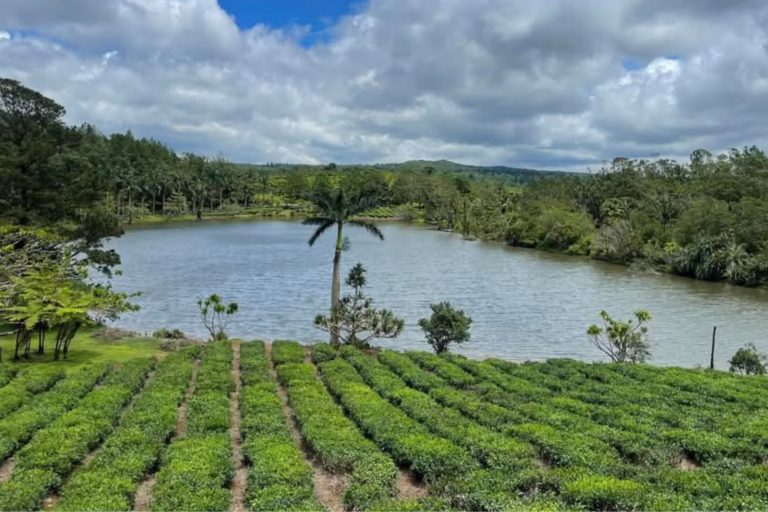 tea route mauritius