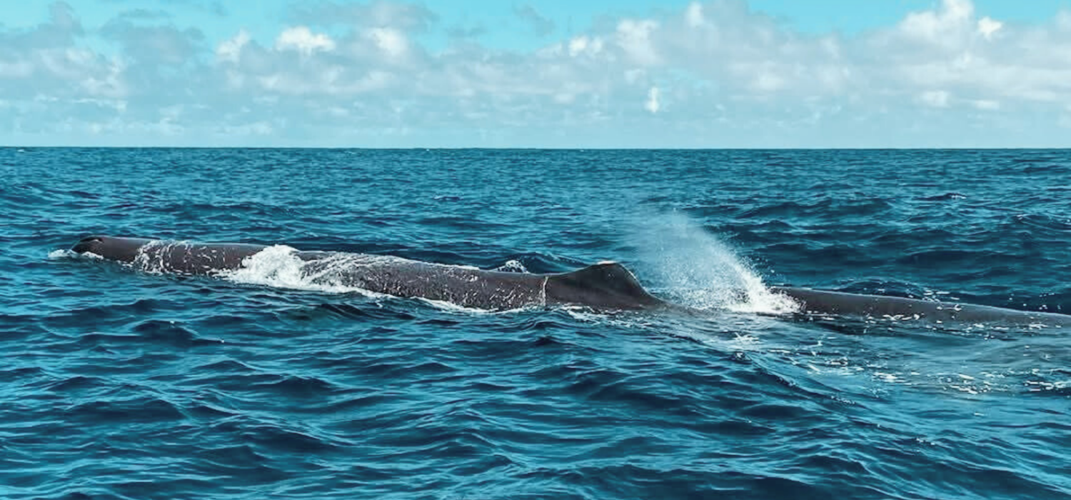 whale watching mauritius