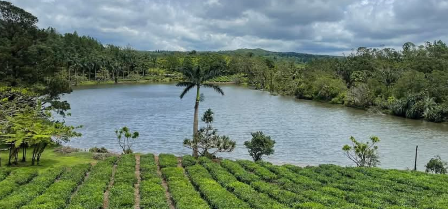 tea route mauritius