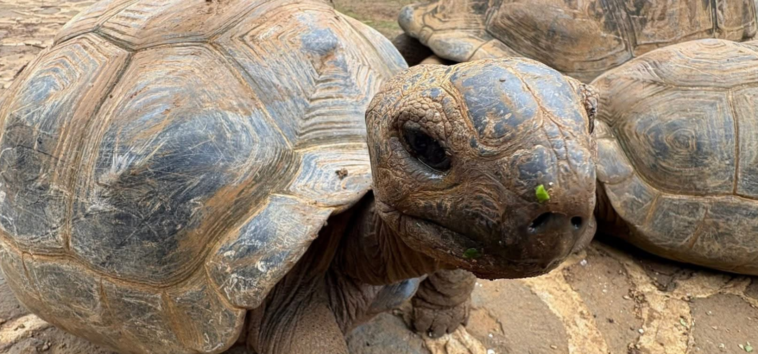 flic en flac tour mauritius (5)